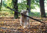 Why Throwing Sticks for Your Dog Could Be Dangerous