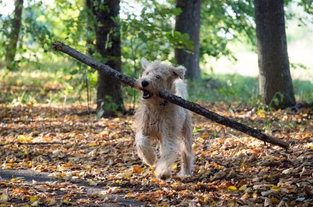 Why Throwing Sticks for Your Dog Could Be Dangerous