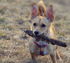 chihuahua mix dogs, Robert Avgustin Shutterstock