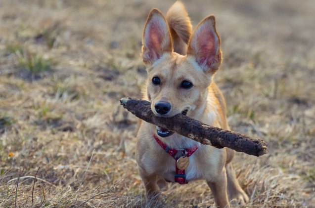 Chihuahua Mix Dogs