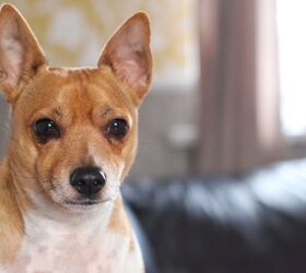 Chihuahua Mix Dogs | PetGuide