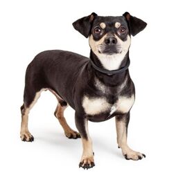 chihuahua mix dogs, GoodFocused Shutterstock