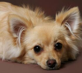 chihuahua mix dogs, Photohunter Shutterstock