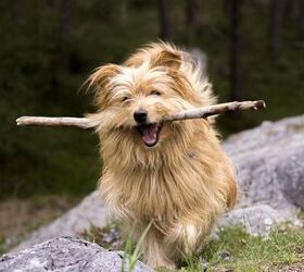 why throwing sticks for your dog could be dangerous, Rain Carnation Pixabay