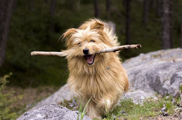 why throwing sticks for your dog could be dangerous, Rain Carnation Pixabay