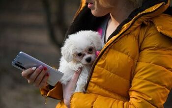 Is Your Favorite Pet App Leaking Your Personal Information?