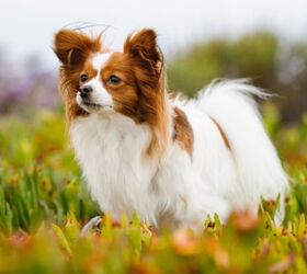 spaniel breeds, everydoghasastory Shutterstock