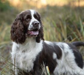 are russian spaniels friendly or dangerous to strangers