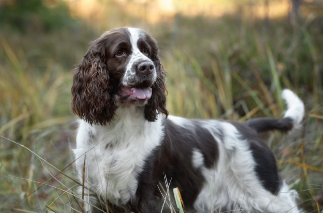 Spaniel Breeds | PetGuide