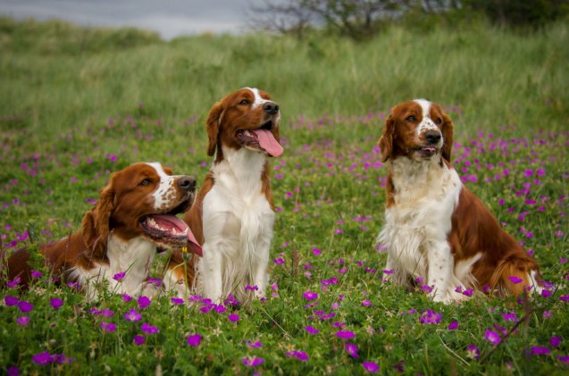 spaniel breeds, rebeccaashworthearle Shutterstock