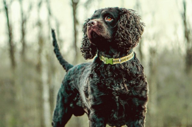 spaniel breeds, Bennett Walker Shutterstock