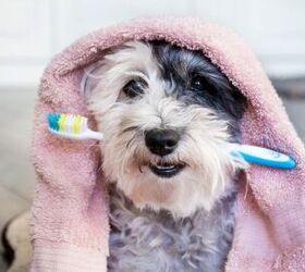 how often should i brush my dogs teeth, Boryana Manzurova Shutterstock