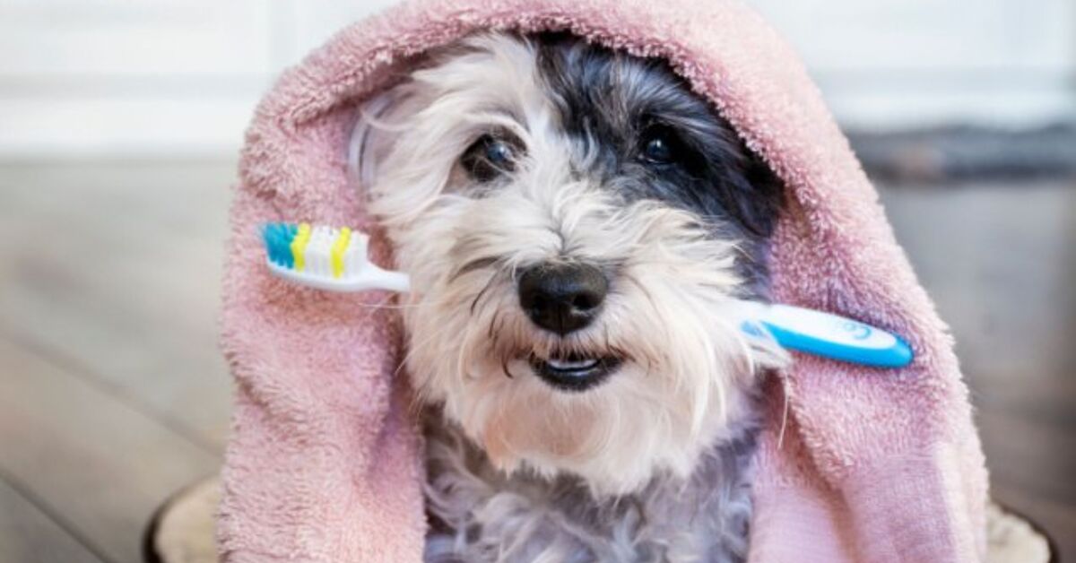 Am I Meant To Brush My Dog s Teeth At Lachlan Legge Blog am-i-meant-to-brush-my-dog-s-teeth-at-lachlan-legge-blog