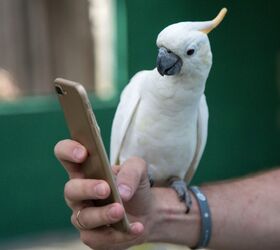Pet Parrots Love Video Calling Other Birds, Study Finds