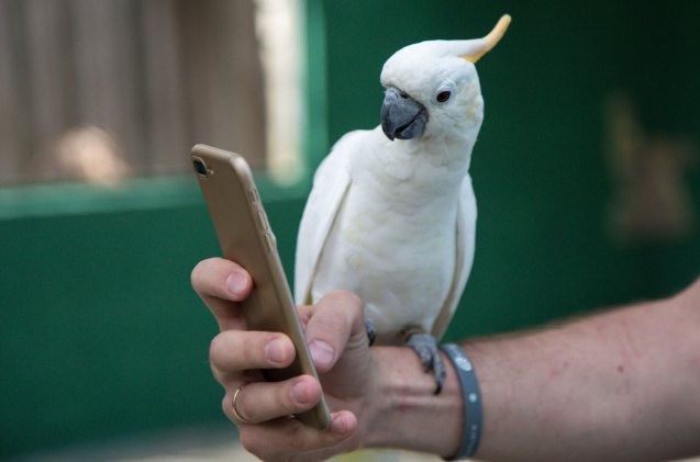 pet parrots love video calling other birds study finds, Viktoriia 88 Shutterstock