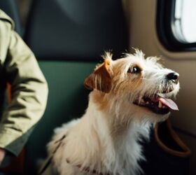 Private Airline Lets You Fly With Your Dog (or Cat) for Around $9K