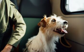 Private Airline Lets You Fly With Your Dog (or Cat) for Around $9K