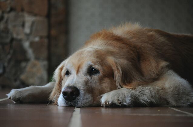 Does Your Senior Dog Need Anti-Slip Paw Pads?