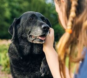 what is better for dog arthritis heat or cold, JPRFPhotos Shutterstock