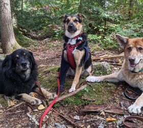 should my healthy active dog take supplements, Our hiking dogs L to R Indiana Lucifer and Daviana