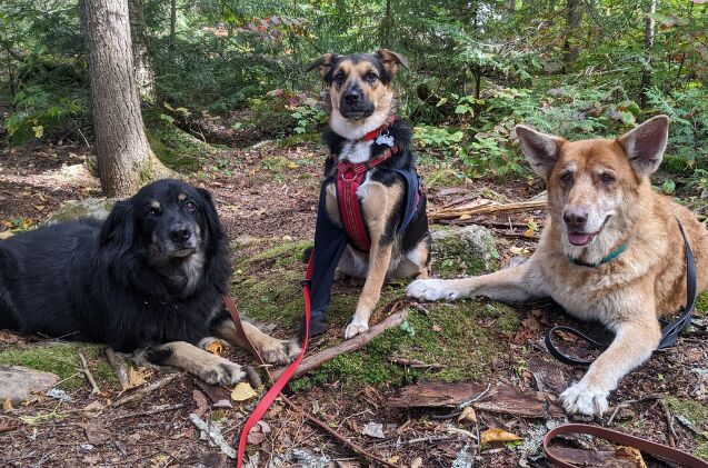 should my healthy active dog take supplements, Our hiking dogs L to R Indiana Lucifer and Daviana