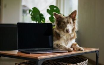 Walmart Offers Pet Telehealth in Partnership With Pawp to Rival Amazon