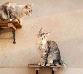 How Do Cat Shelves Enhance Feline Enrichment?