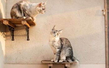 How Do Cat Shelves Enhance Feline Enrichment?