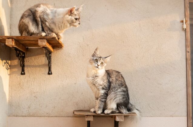 How Do Cat Shelves Enhance Feline Enrichment?