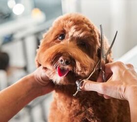 How Often Should A Labradoodle Be Groomed?