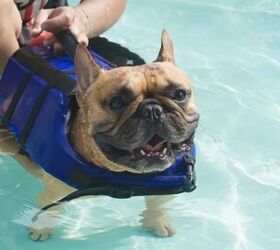 Can You Teach a Dog to Swim?