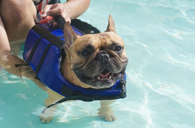 can you teach a dog to swim, Umaporn Tepumong Shutterstock