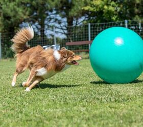 should your active dog use a herding ball, Photo credit Karl Steiner Shutterstock com