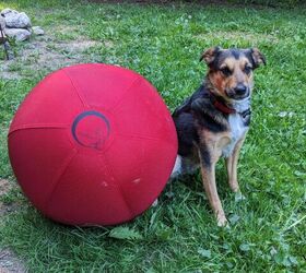 should your active dog use a herding ball, Our little man Lucifer showing off his CollieBall