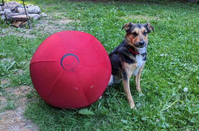 should your active dog use a herding ball, Our little man Lucifer showing off his CollieBall
