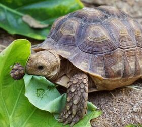 Desert Tortoises Are Becoming Surprisingly Popular Family Pets
