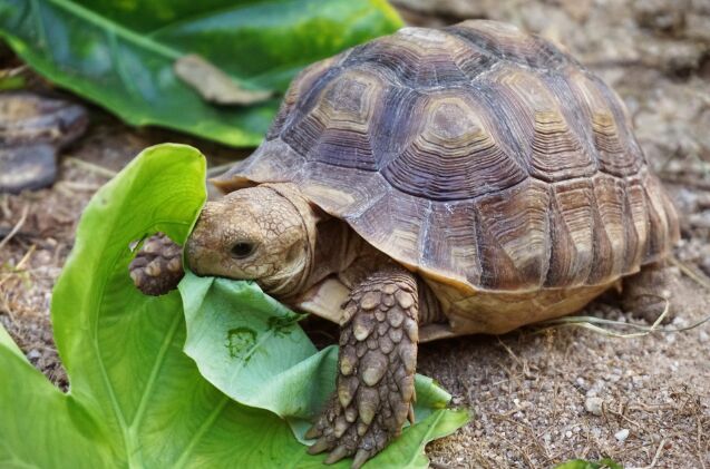 desert tortoises are becoming surprisingly popular family pets, Photo credit seasoning 17 Shutterstock com
