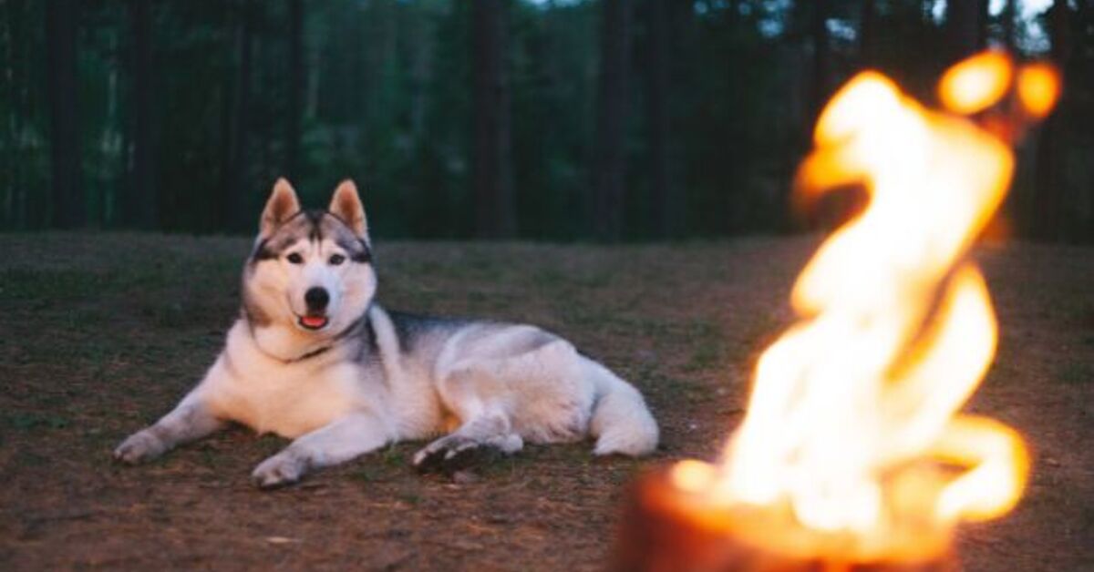How Can You Keep Your Camping Dog Safe at Night? | PetGuide