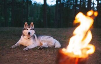 How Can You Keep Your Camping Dog Safe at Night?