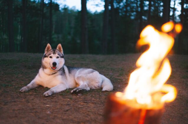 How Can You Keep Your Camping Dog Safe at Night?