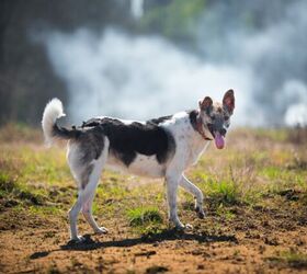 How Do I Protect My Pet From Wildfire Smoke?