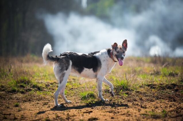 how do i protect my pet from wildfire smoke, Photo credit Alex Zotov Shutterstock com
