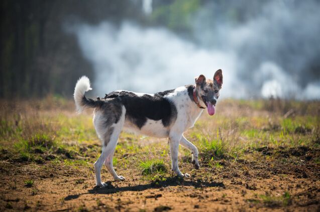 How Do I Protect My Pet From Wildfire Smoke?