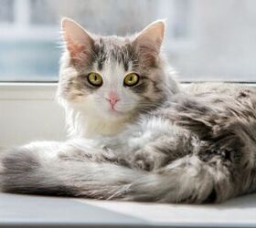 new birth control for cats doesnt require surgery, Photo credit Vasylchenko Shutterstock com
