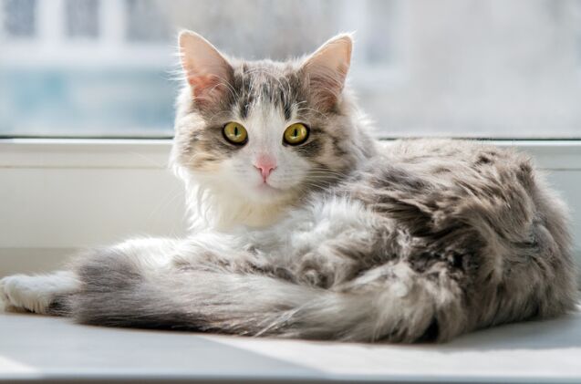 new birth control for cats doesnt require surgery, Photo credit Vasylchenko Shutterstock com