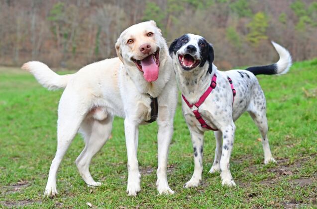 do dog talking buttons really work, Photo credit Heike Rummel Shutterstock com