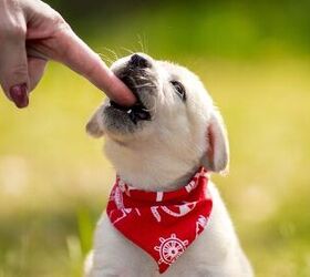 why is my puppy biting me, Helen Sushitskaya Shutterstock