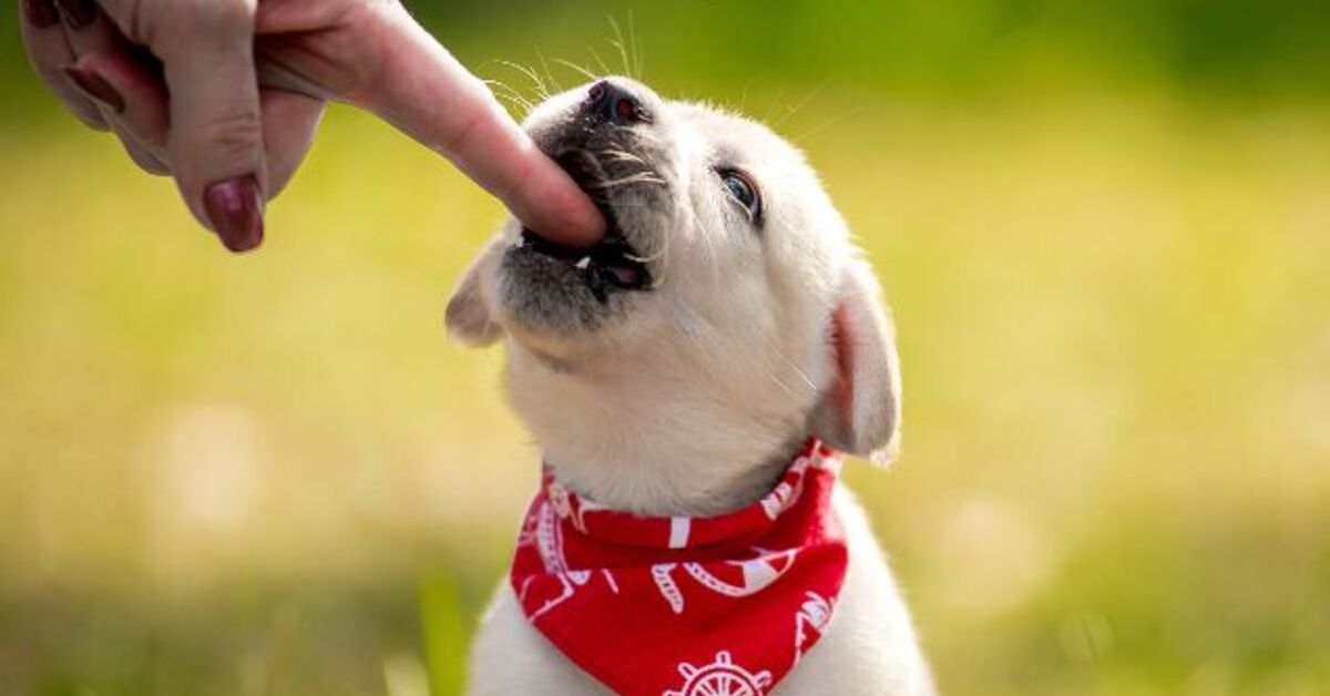 Why Is My Puppy Biting Me PetGuide why-is-my-puppy-biting-me-petguide