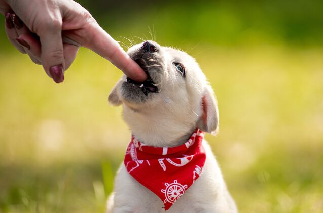 why is my puppy biting me, Helen Sushitskaya Shutterstock