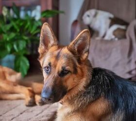 Can a German Shepherd Live in an Apartment?